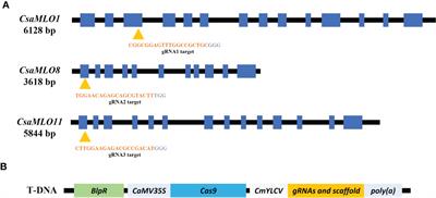 CRISPR/Cas9 based mlo-mediated resistance against Podosphaera xanthii in cucumber (Cucumis sativus L.)